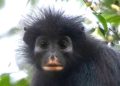 Une nouvelle espèce de singe découverte en RDC 