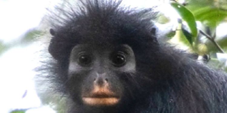 Une nouvelle espèce de singe découverte en RDC