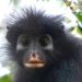 Une nouvelle espèce de singe découverte en RDC