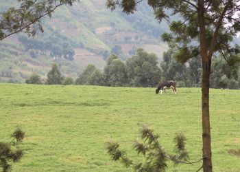 Masisi : les enjeux stratégiques derrière la persistance des combats dans le Nord-Kivu