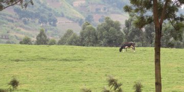 Masisi : les enjeux stratégiques derrière la persistance des combats dans le Nord-Kivu