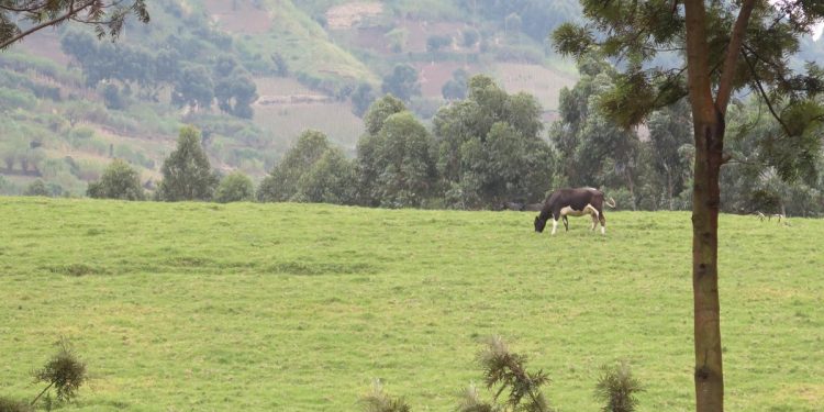 Masisi : les enjeux stratégiques derrière la persistance des combats dans le Nord-Kivu