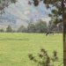 Masisi : les enjeux stratégiques derrière la persistance des combats dans le Nord-Kivu